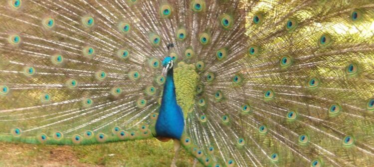Maples class trip to Harcourt Arboretum